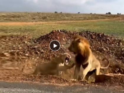 Lion Lioness Fight video goes viral on social media people comment on funny clip watch | Lion Lioness Fight Video: सिंहाने केली गर्जना, मग सिंहीणीने दाखवला इंगा... 'जंगलच्या राजा'ची झाली बोलती बंद!