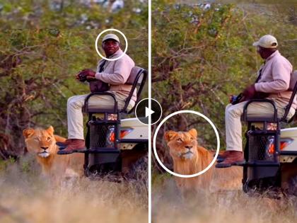 trending viral video lion came closer to tourists siting on vehicle see what happens next wildlife photography social media | Lion Jungle Safari Viral Video: सिंहाला शोधणाऱ्या पर्यटकासमोर जेव्हा सिंह स्वत:च येऊन उभा राहतो...