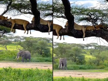 lions resting on tree see what happens next video goes viral on internet | Vira Video: मस्त summer vacation एंजॉय करतेय सिंहाची फॅमिली, पाहा झाडावर काय करतायत?