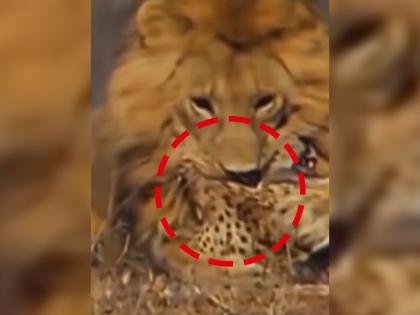 lion attacks cheetah video goes viral on social media | सिंहानं चित्त्यावर केला जीवघेणा हल्ला, Video पाहुन होईल थरकाप, त्यानंतर चित्त्याचे झाले 'हे' हाल