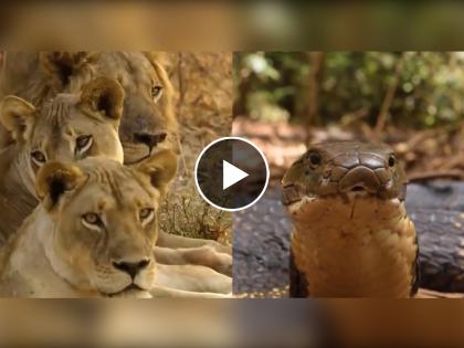 lion vs king cobra see who wins the fight video goes viral on internet | दोन किंग एकमेकांसमोर आले आणि झाली तुफान लढाई, पाहा शेवट काय झाला?