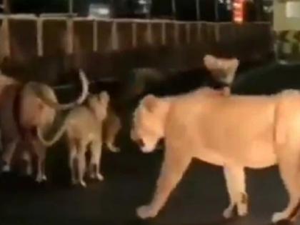 lions roaming on streets of city, video went viral on social media | ...जेव्हा शहरातील रस्त्यावर फिरतात सिंह, कॅमेरात कैद झाला थरकाप उडवणारा व्हिडिओ