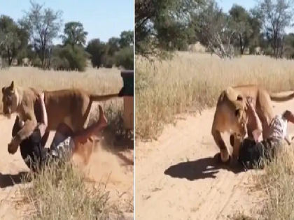 lioness jumped on man, see what happened next, watch video | सिंहाने केअर टेकरवर पाठीमागून मारली झडप अन्; पाहा थरारक video