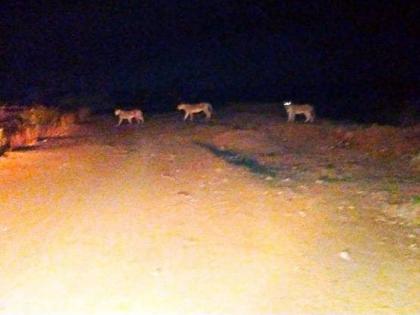 Woman Gives Birth Inside Ambulance Surrounded By 4 Lions In Gujarat’s Gir Somnath vrd | VIDEO: गर्भवती महिलेला घेऊन जाणाऱ्या अँब्युलन्ससमोर अचानक आला सिंहांचा कळप अन्...