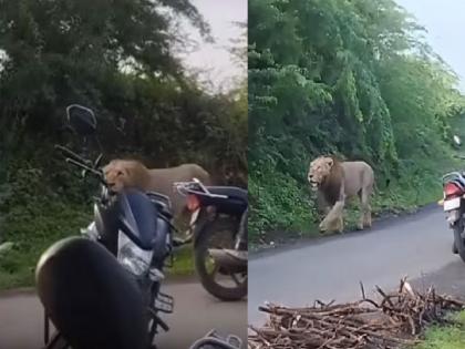 Lion Video :lion on the road, locals panicked, watch the video | अबब..! चक्क रस्त्यावर आला 'बब्बर शेर', स्थानिकांची उडाली घाबरगुंडी, पाहा video...