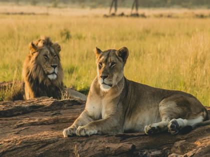 Big controversy over naming the lion 'Sita' and 'Akbar'; Now the court has ordered to change the name | सिंहाचे नाव 'सीता' अन् 'अकबर' ठेवल्याने मोठा वाद; आता कोर्टाने दिले नाव बदलण्याचे आदेश