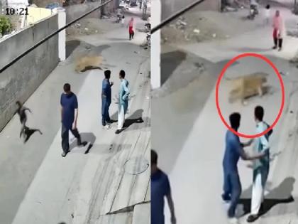 Lion Video Viral: Lion crossed the wall and entered the residential area, attacked the woman and..; Watch the Video | भिंत ओलांडून सिंह रहिवासी भागात शिरला, महिलेवर हल्ला केला अन्..; पाहा Video Lion Video Viral: Lion crossed the wall and entered the residential area, attacked the woman and..; Watch the Video | भिंत ओलांडून सिंह रहिवासी भागात शिरला, महिलेवर हल्ला केला अन्..; पाहा Video