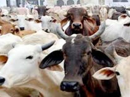 The issue of Livestock census stuck in Beurocrasy | पशूगणनेचा प्रश्न अडकला लालफितशाहीत!