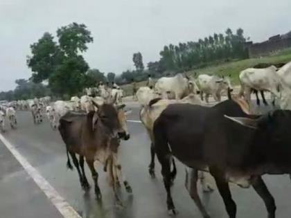 livestock census is still under way! | आठ महिने उलटूनही विसावी पशुगणना अधांतरी!