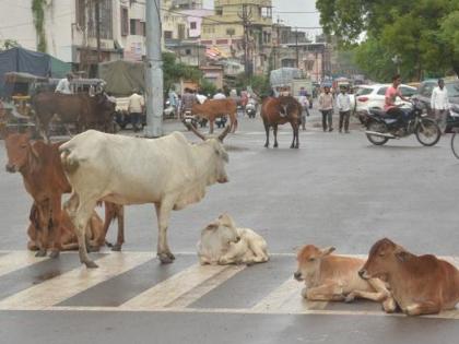 livestocks on The streets of risod ; Traffic affected | रिसोड शहरातील रस्त्यावर मोकाट जनावरांचा ठिय्या; वाहतूक प्रभावित