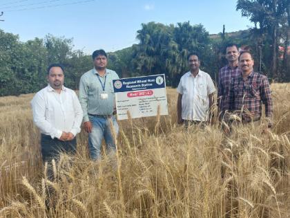 In Mahabaleshwar for research on wheat varieties in Mexico, Black and orange copper disease will be tested | मेक्सिकोतील गव्हाचे वाण संशोधनासाठी महाबळेश्वरात!, काळा व नारंगी तांबेरा रोगाची होणार चाचणी