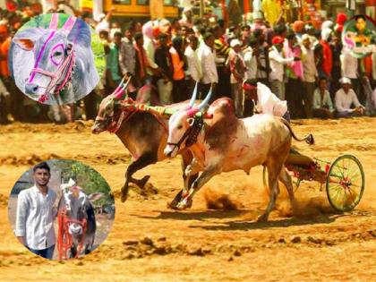 मराठवाड्याच्या शिरपेचात मानाचा तुरा; लखन-सर्जा जोडीने सांगलील शंकरपटाचे मैदान मारले मराठवाड्याच्या शिरपेचात मानाचा तुरा; लखन-सर्जा जोडीने सांगलील शंकरपटाचे मैदान मारले