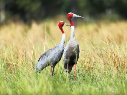 2.32 crore sought for conservation when there is not a single Sarus Crane in Chandrapur | चंद्रपुरात एकही सारस पक्षी नसताना संवर्धनासाठी मागितले २.३२ कोटी