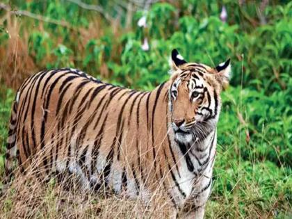 farmer injured in tiger attack while working on farm; incident in mulchera tehsil | धान बांधणीचे काम करताना वाघाचा हल्ला, शेतकरी जखमी