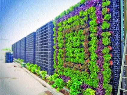 Now Vertical Garden in Mumbai | मुंबईत आता व्हर्टिकल गार्डन, गोरेगावात प्रयोग