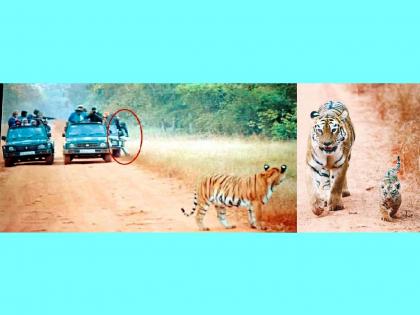 And the tourist fell down from gypsy in front of Maya tigress, incident during safari at Tadoba-Andhari Tiger Reserve | अन् माया वाघिणीसमाेर जिप्सीतून खाली पडला पर्यटक; अंगावर काटा आणणारा प्रसंग