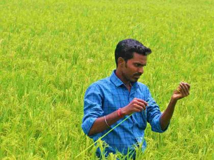 Administrative team at Shetshiwar for paddy crop inspection | धान पीक पाहणीकरिता प्रशासकीय चमू शेतशिवारात