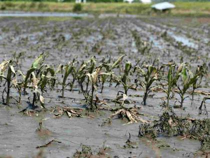 Damage to crops in 4000 hectares due to heavy rain | अतिवृष्टीने चार हजार हेक्टरमधील पिकांचे नुकसान