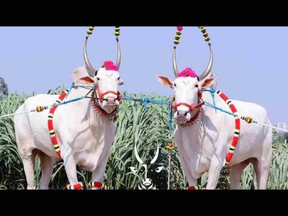 Bullock pairs become expensive on the eve of sowing season; Cattle market also increased by 10 percent | ऐन पेरणीच्या तोंडावर बैलजोडी महागली; गुरांचा बाजार देखील १० टक्क्यांनी वधारला Bullock pairs become expensive on the eve of sowing season; Cattle market also increased by 10 percent | ऐन पेरणीच्या तोंडावर बैलजोडी महागली; गुरांचा बाजार देखील १० टक्क्यांनी वधारला