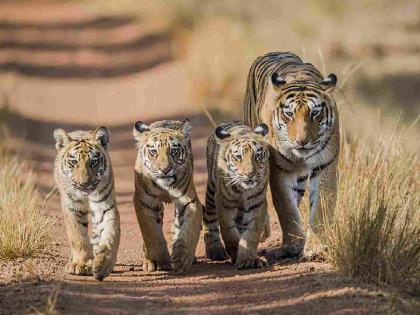 Suspicious death of T-4 tigress calf; Tourists visit to see the tigress family | टी-४ वाघिणीच्या बछड्याचा संशयास्पद मृत्यू; वाघिणीचा परिवार पाहण्यासाठी पर्यटक देत भेट