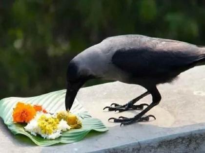 During the Pitru fortnight, the crows did not appear to sew the offering | पितृ पंधरवड्यात नैवेद्य शिवण्यासाठी कावळे दिसेनात