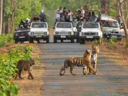 Tourism to Pench, Bor, Karhandla sanctuaries along with Tadoba starts from today | ताडाेबासह पेंच, बाेर, कऱ्हांडला अभयारण्याचे पर्यटन आजपासून सुरू