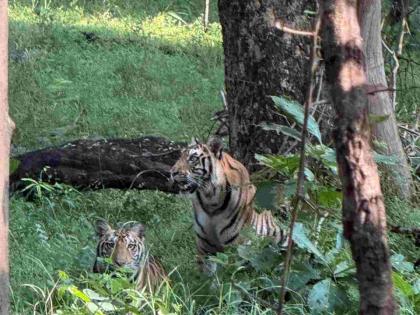 A tiger scare on the first day of a jungle safari; Tourists enjoy Pench Tiger Reserve | जंगल सफारीच्या पहिल्याच दिवशी वाघांची डरकाळी; पेंच व्याघ्र प्रकल्पामध्ये पर्यटकांनी घेतला आनंद