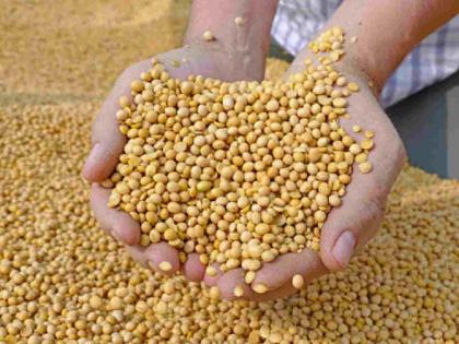 Soybeans get prices below the guaranteed price; Farmers worried | सोयाबीनला मिळतो हमी दरापेक्षा कमी भाव; शेतकरी चिंताग्रस्त