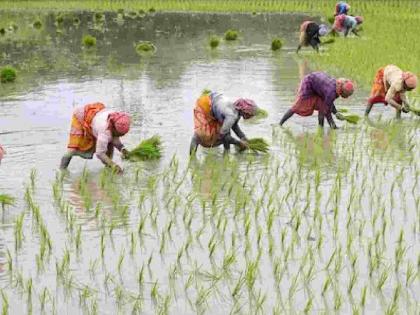 Thousands of paddy farmers in financial crisis; Provide compensation to farmers affected by excessive rainfall | हजारो धान उत्पादक शेतकरी आर्थिक संकटात; अतिवृष्टीग्रस्त शेतकऱ्यांना नुकसानभरपाई द्या