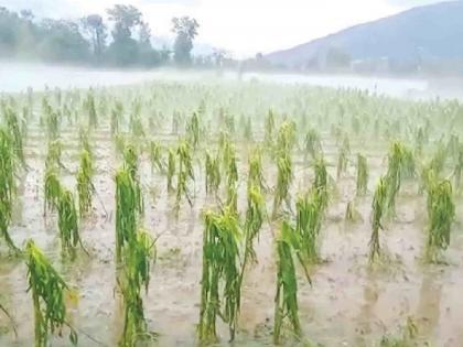 Over 10,000 hectares of crops were damaged due to heavy rain | अतिवृष्टीने झाले १० हजारवर हेक्टरमधील पिकांचे नुकसान