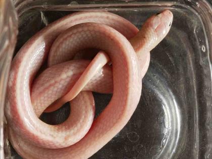 A white poisonous snake was found in the city! | शहरात आढळला पांढरा विषारी मण्यार दुर्मीळ साप!