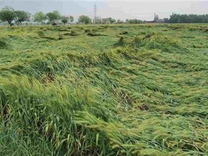 paddy crops destroyed; The desperate farmer left the animals in the field | धानपिके नष्ट; हतबल झालेल्या शेतकऱ्याने शेतात सोडली जनावरे