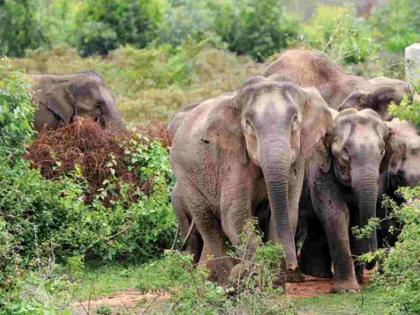 A selfie with an elephant turned out last; The laborer killed by an elephant | हत्तीसाेबत सेल्फीचा नाद बेतला जिवावर; मजुराला चिरडले