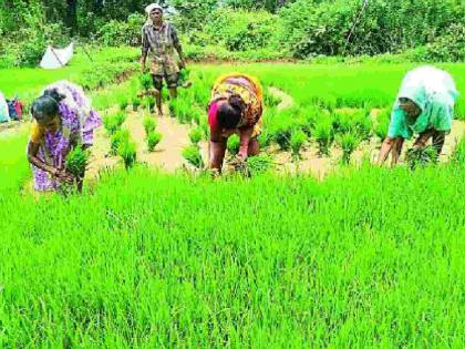 Farmers in distress, cost of paddy cultivation at Rs 3,000 per acre | शेतकरी संकटात, धान बांधणीचा खर्च प्रतिएकर तीन हजारांवर