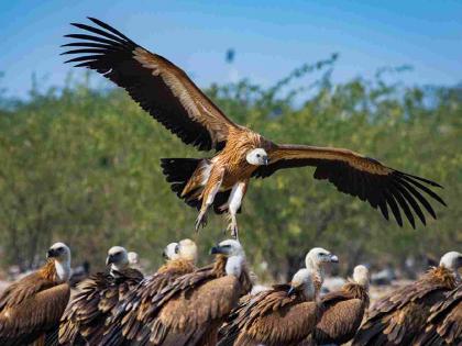 The vulture restaurant scheme is a disaster, vultures are becoming extinct | गिधाड उपहारगृह योजनेला घरघर, गिधाडे होताहेत नामशेष