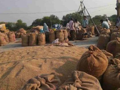 As the arrival of new paddy increased, the traders reduced the prices | नवीन धानाची आवक वाढताच व्यापाऱ्यांनी कमी केले भाव