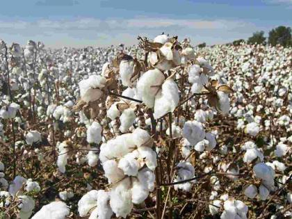 The price of cotton which was 11 thousand rupees came to 7 thousand! | साहेब, ११ हजार रुपये असलेला कापसाचा भाव सात हजारांवर आला ना!