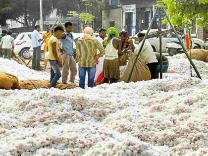 Cotton purchase of CCI will start from today | आजपासून वणीत सीसीआयची कापूस खरेदी सुरू होणार