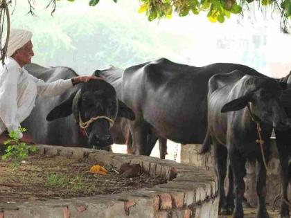 दोन वर्षे लोटूनही पशुपालकांना मिळाले नाही अनुदान !