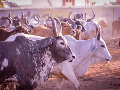 Animal census started with the help of modern technology | आधुनिक तंत्रज्ञानाच्या सहाय्याने सुरू झाली पशुगणना