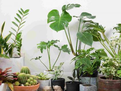 These indoor and outdoor plants are most in demand | प्राणवायू देणाऱ्या या इनडोअर व आऊटडोअर झाडांना सर्वाधिक मागणी