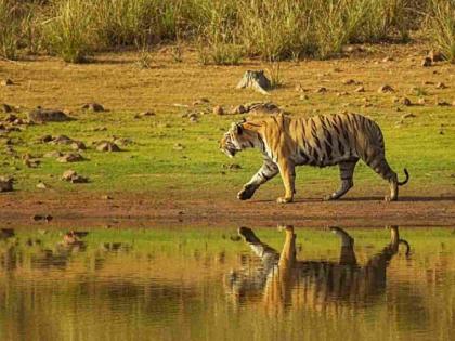 बोर व्याघ्र प्रकल्पाची देशी-विदेशी पर्यटकांना भुरळ