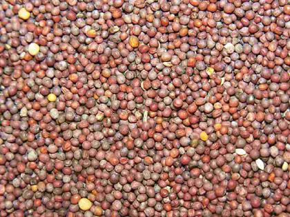 New Turi price hiked for the first time; Price increased by 1,000 in eight days | नवीन तुरीच्या दरात पहिल्यांदा वाढ; आठ दिवसांत भाव एक हजाराने वाढले
