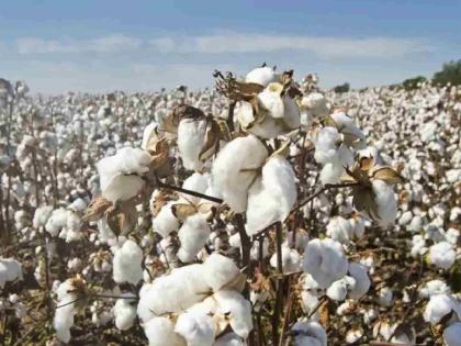 Straight varieties needed to stop black marketing of cotton seeds | कापूस बियाण्यांचा काळाबाजार थांबविण्यासाठी सरळ वाण आवश्यक Straight varieties needed to stop black marketing of cotton seeds | कापूस बियाण्यांचा काळाबाजार थांबविण्यासाठी सरळ वाण आवश्यक