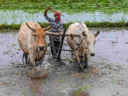 Warning for farmers in Vidarbha: Hasty sowing can lead to big losses! | विदर्भाच्या शेतकऱ्यांना पेरणी उशिरा करण्याचा सल्ला; जूनमध्ये पाऊस रखडणार