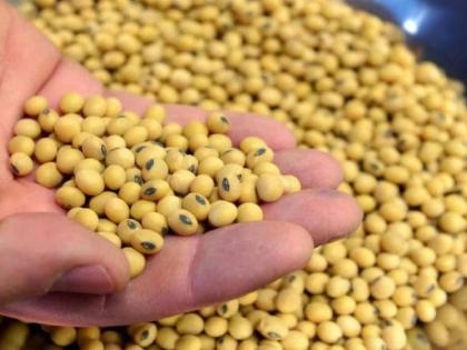 Farmers' soybeans are sold at a low price and soybean seeds are sold at Rs. 100 per kg. | शेतकऱ्यांचे सोयाबीन मातीमोल आणि सोयाबीन बियाण्यांना मात्र १०० रु. किलो भाव Farmers' soybeans are sold at a low price and soybean seeds are sold at Rs. 100 per kg. | शेतकऱ्यांचे सोयाबीन मातीमोल आणि सोयाबीन बियाण्यांना मात्र १०० रु. किलो भाव
