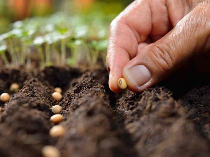 Farmers should use home-grown seeds for sowing and focus on organic fertilizers. | शेतकऱ्यांनो पेरणीसाठी घरचे बियाणे वापरा आणि सेंद्रिय खतावर भर द्या Farmers should use home-grown seeds for sowing and focus on organic fertilizers. | शेतकऱ्यांनो पेरणीसाठी घरचे बियाणे वापरा आणि सेंद्रिय खतावर भर द्या