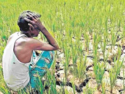 Recommendation of Rs 4783, only 2369 received! Paddy farmers unhappy with central government | ४७८३ रुपयांची शिफारस, मिळाले फक्त २३६९! धान उत्पादक शेतकऱ्यांची केंद्र सरकारवर नाराजी Recommendation of Rs 4783, only 2369 received! Paddy farmers unhappy with central government | ४७८३ रुपयांची शिफारस, मिळाले फक्त २३६९! धान उत्पादक शेतकऱ्यांची केंद्र सरकारवर नाराजी