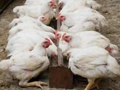 If illegal chicken mutton market is not removed, we will come to the zone office and sell chicken: MNS warns | अवैध चिकन मटन मार्केट हटविले नाही तर आम्ही झोन ऑफिस मध्ये येऊन चिकन विक्री करू : मनसेचा इशारा If illegal chicken mutton market is not removed, we will come to the zone office and sell chicken: MNS warns | अवैध चिकन मटन मार्केट हटविले नाही तर आम्ही झोन ऑफिस मध्ये येऊन चिकन विक्री करू : मनसेचा इशारा