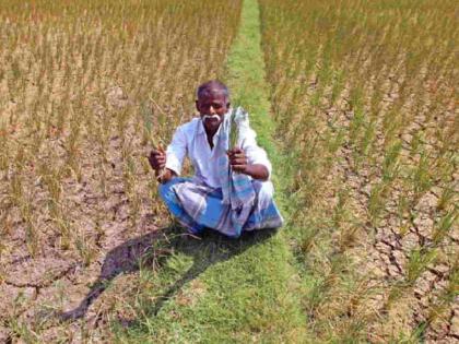 14 thousand farmers in Bhandara district face defaults of Rs 147 crore | भंडारा जिल्ह्यात १४ हजार शेतकऱ्यांचे १४७ कोटींचे चुकारे अडले 14 thousand farmers in Bhandara district face defaults of Rs 147 crore | भंडारा जिल्ह्यात १४ हजार शेतकऱ्यांचे १४७ कोटींचे चुकारे अडले